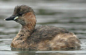 Little Grebe