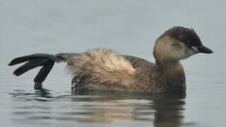 Little Grebe