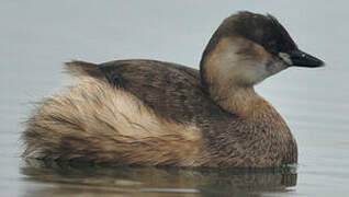 Little Grebe