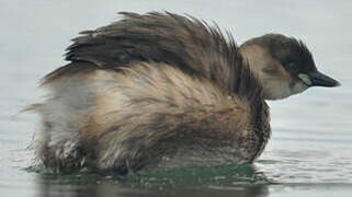 Little Grebe