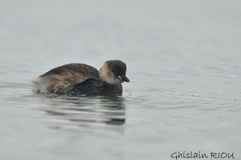 Little Grebe