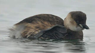 Little Grebe