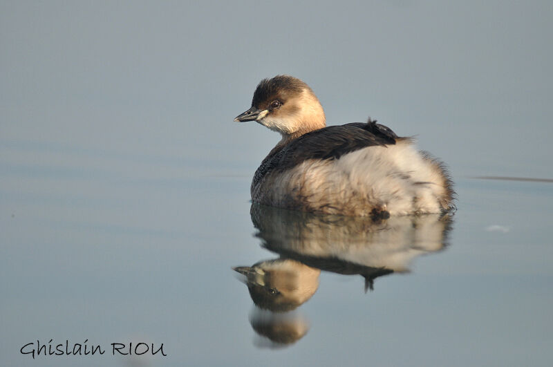 Little Grebe