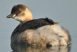 Little Grebe