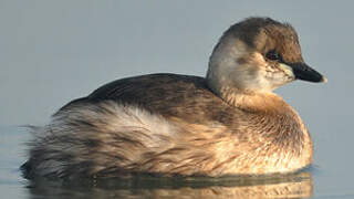 Little Grebe