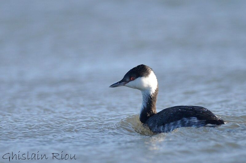 Horned Grebe