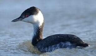 Horned Grebe