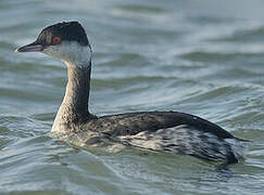 Horned Grebe