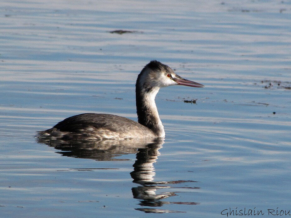 Great Crested Grebe