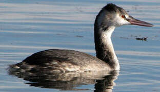 Great Crested Grebe