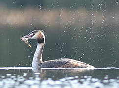 Great Crested Grebe