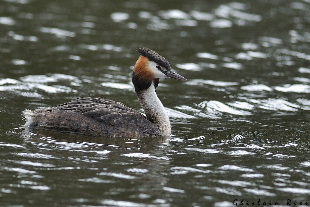 Great Crested Grebeadult