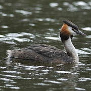 Great Crested Grebe