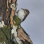 Eurasian Treecreeper