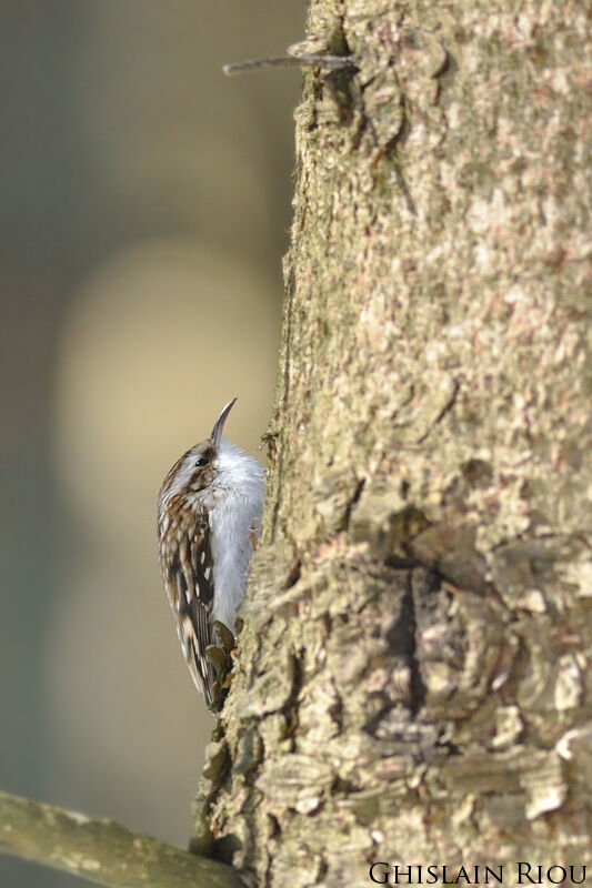 Eurasian Treecreeper