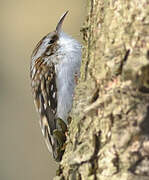 Eurasian Treecreeper