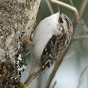 Eurasian Treecreeper