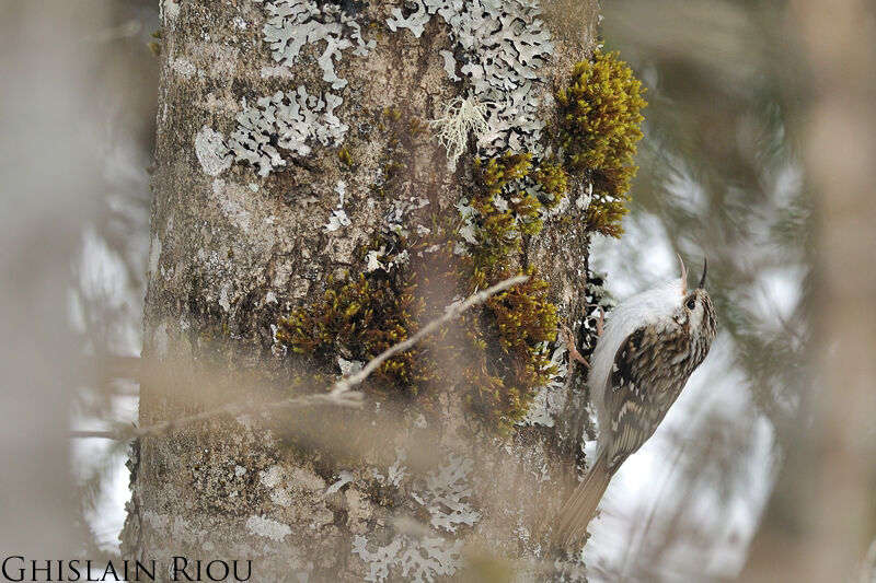 Eurasian Treecreeper