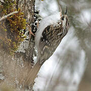 Grimpereau des bois