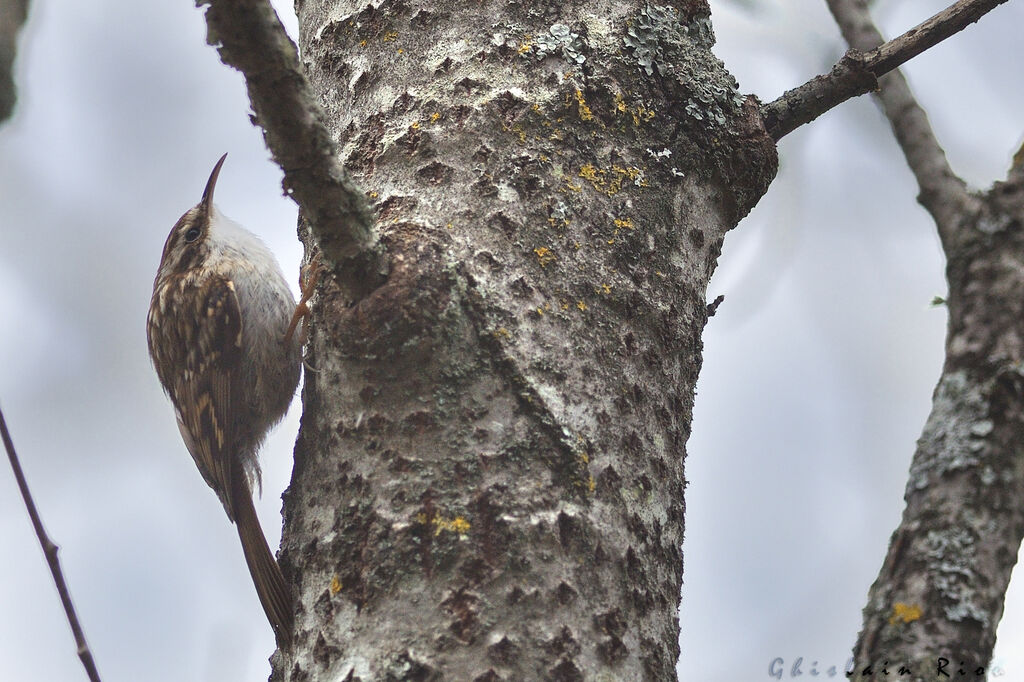 Short-toed Treecreeper