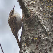 Short-toed Treecreeper