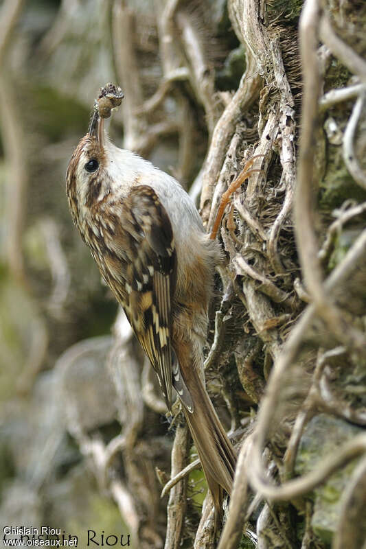 Short-toed Treecreeperadult, aspect, pigmentation, feeding habits