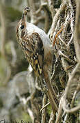 Short-toed Treecreeper