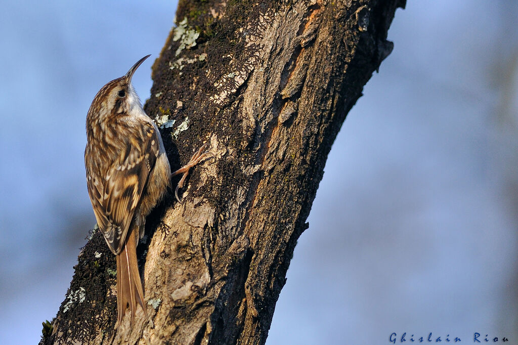 Short-toed Treecreeper