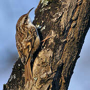 Short-toed Treecreeper