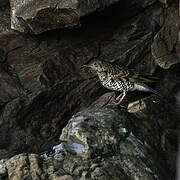 White's Thrush