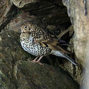 White's Thrush