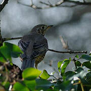 Mistle Thrush