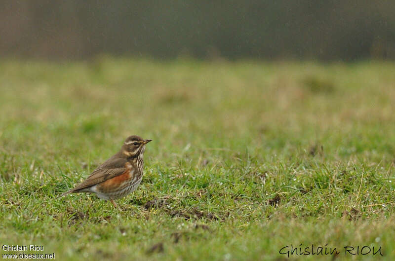 RedwingSecond year, habitat, pigmentation, fishing/hunting