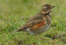 Redwing