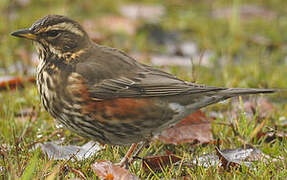 Redwing