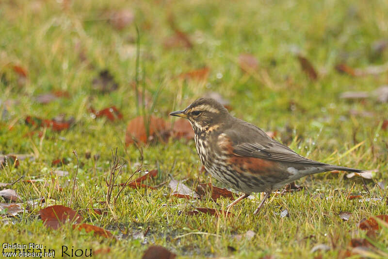 Redwingadult, habitat, fishing/hunting