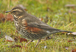 Redwing