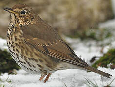 Song Thrush