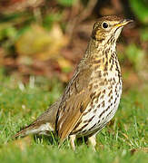 Song Thrush