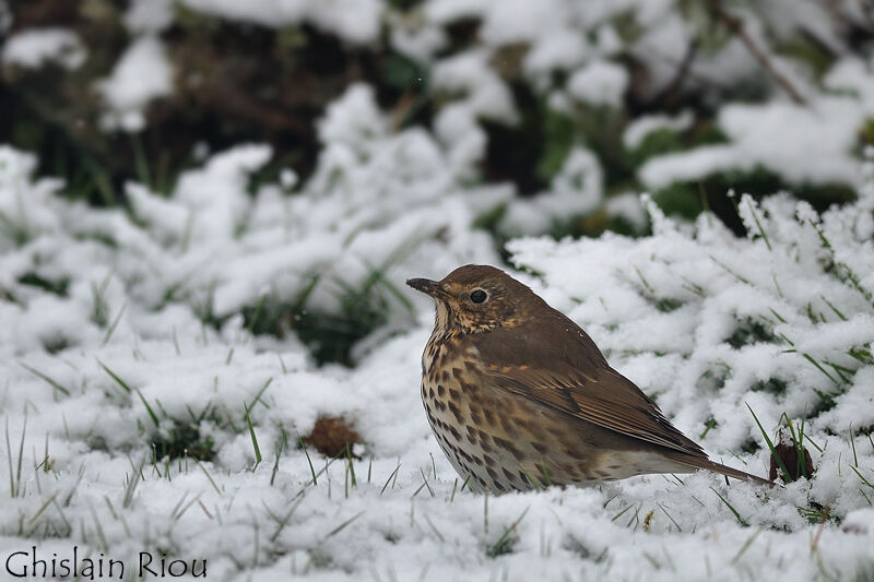 Song Thrush