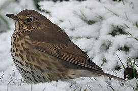 Song Thrush