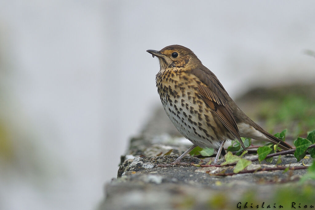 Song Thrush