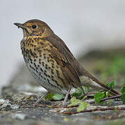 Song Thrush