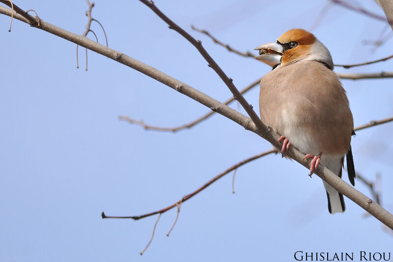 Hawfinch male