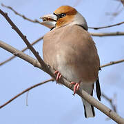 Hawfinch