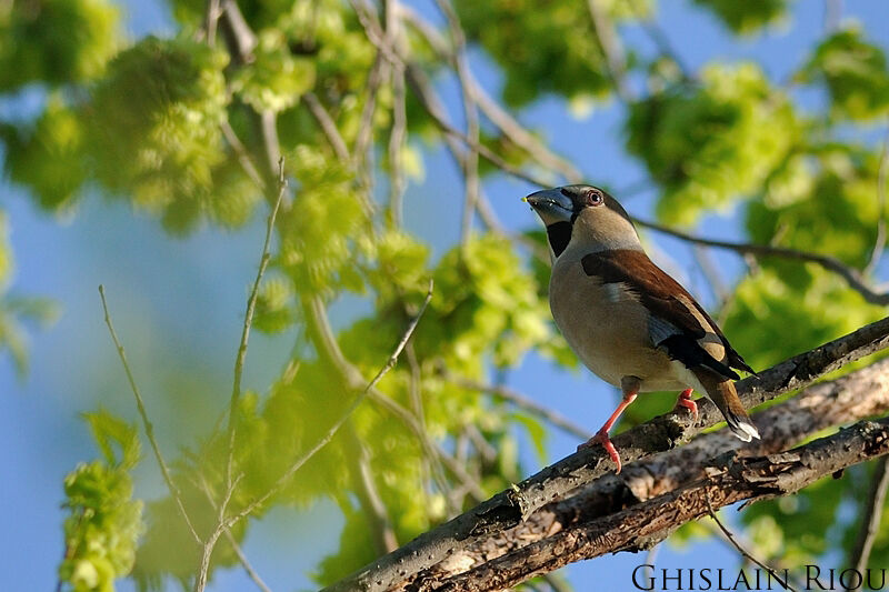 Hawfinch