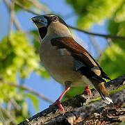 Hawfinch