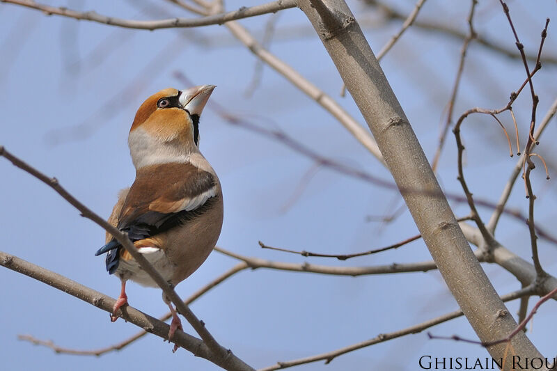 Hawfinch male