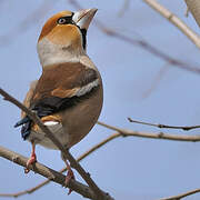 Hawfinch