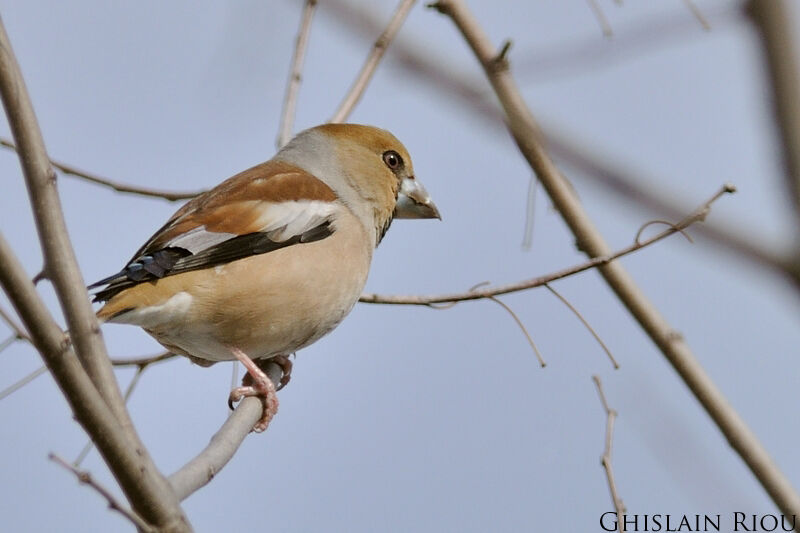 Hawfinch female